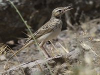   (Anthus campestris)_2